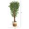 6ft. Variegated Ficus Tree in Handmade Natural Jute & Cotton Planter